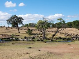 Bologonja_Seronera2009-58